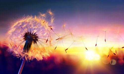Dandelion,To,Sunset,-,Freedom,To,Wish Dandelion,To,Sunset,-,Freedom,To,Wish