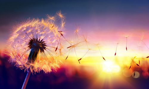 Dandelion,To,Sunset,-,Freedom,To,Wish